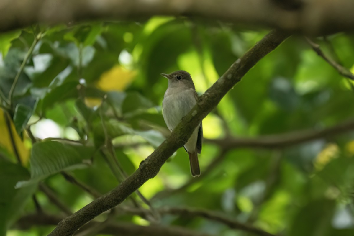 Rusty-tailed Flycatcher - ML627207220