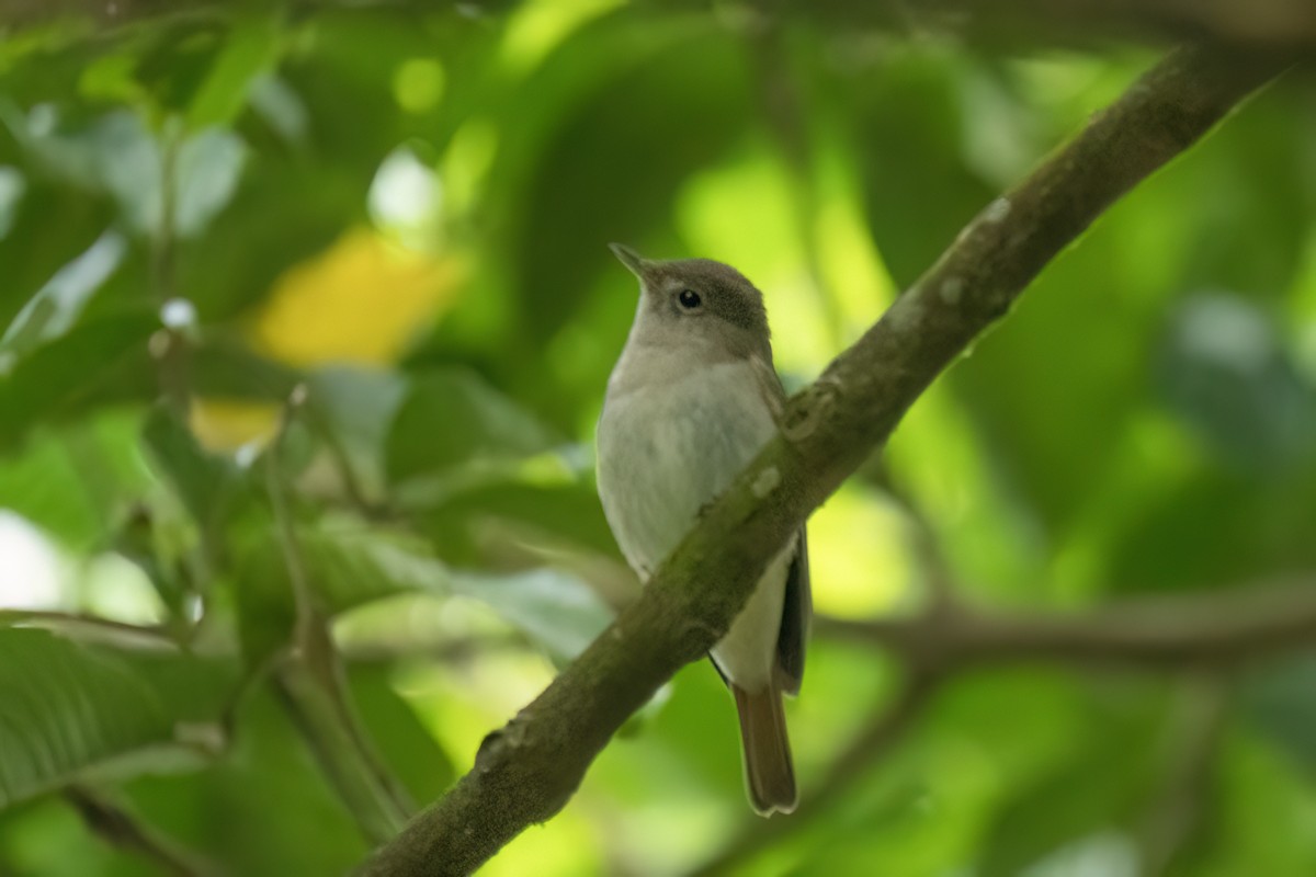Rusty-tailed Flycatcher - ML627207224