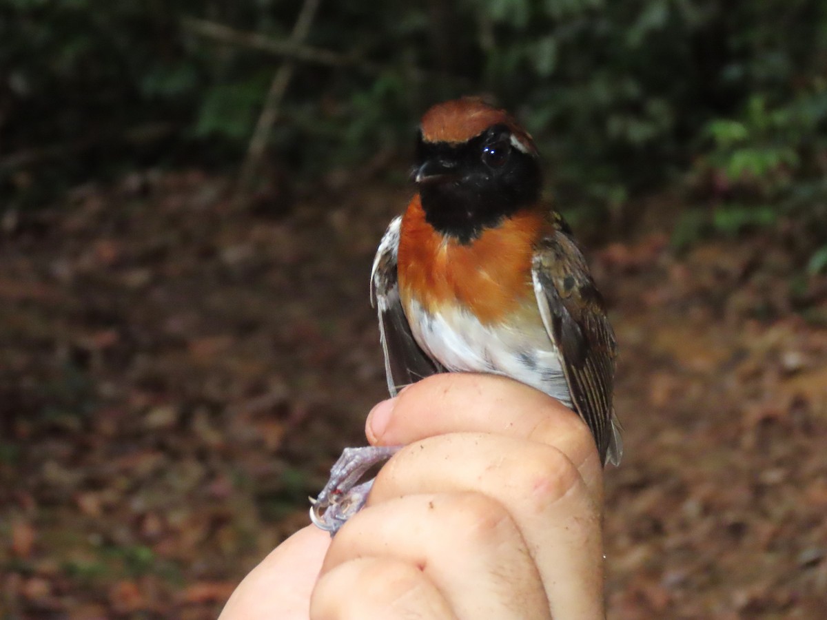 Chestnut-belted Gnateater - ML627207301
