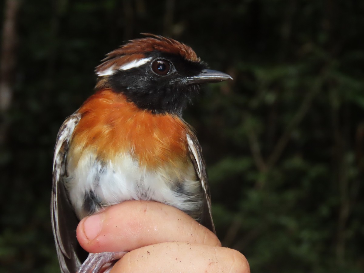 Chestnut-belted Gnateater - ML627207306