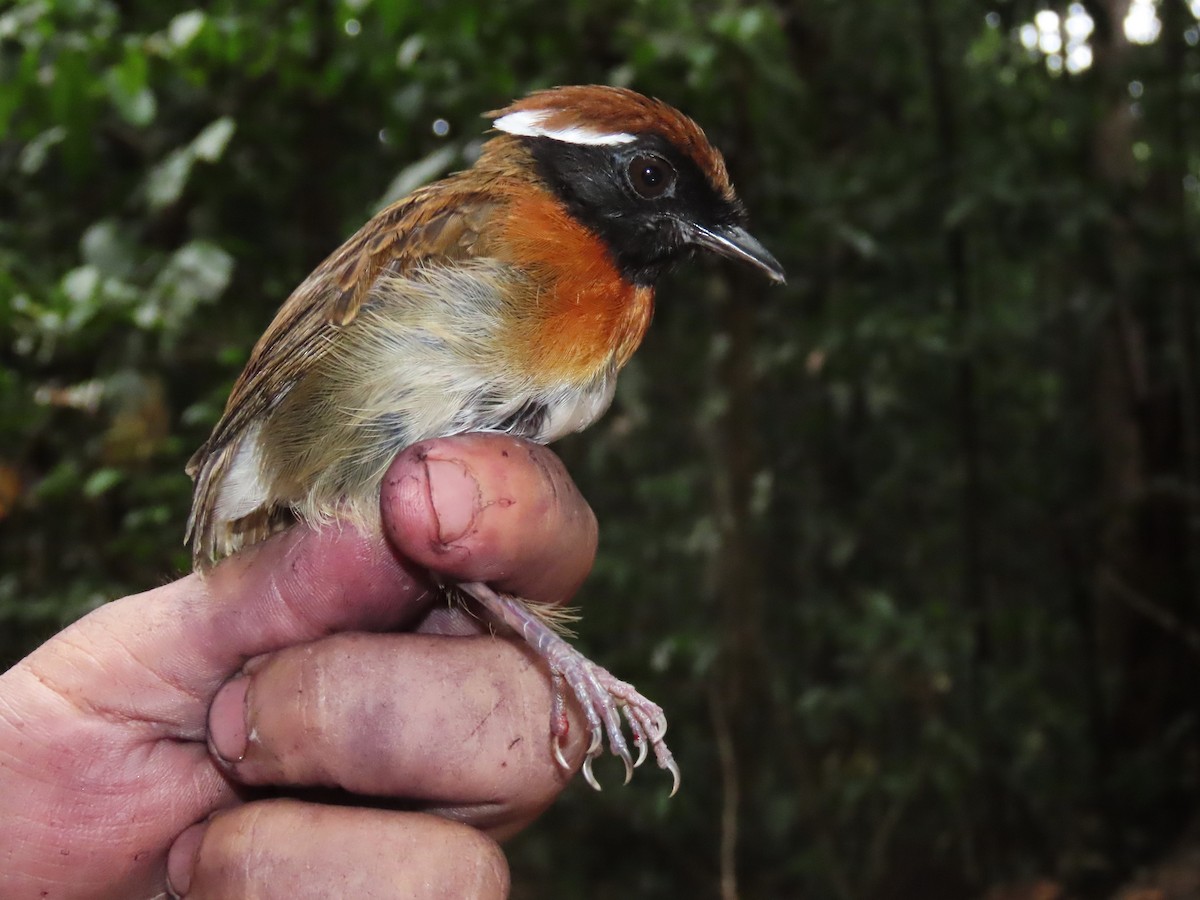 Chestnut-belted Gnateater - ML627207346
