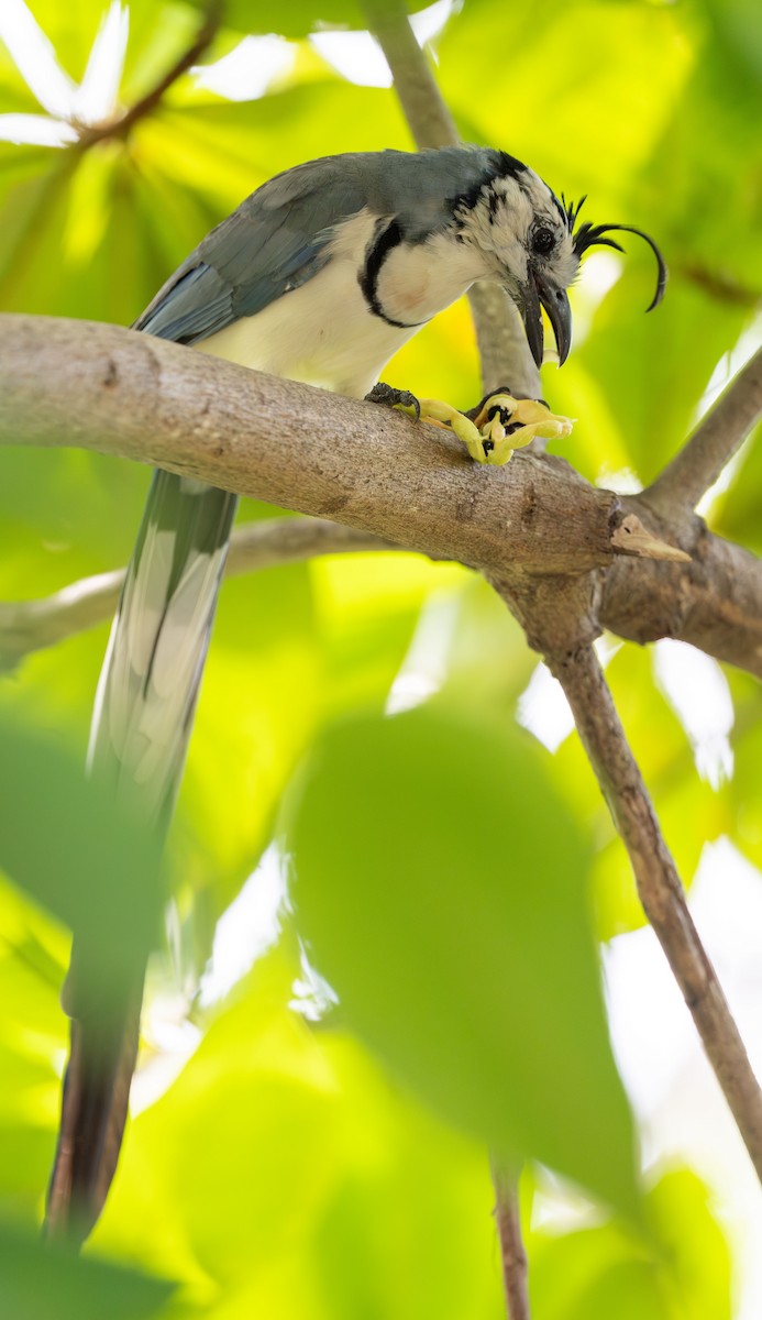 White-throated Magpie-Jay - ML627207352