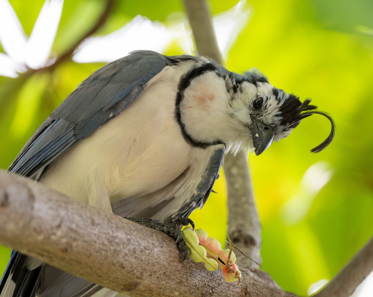 White-throated Magpie-Jay - ML627207353