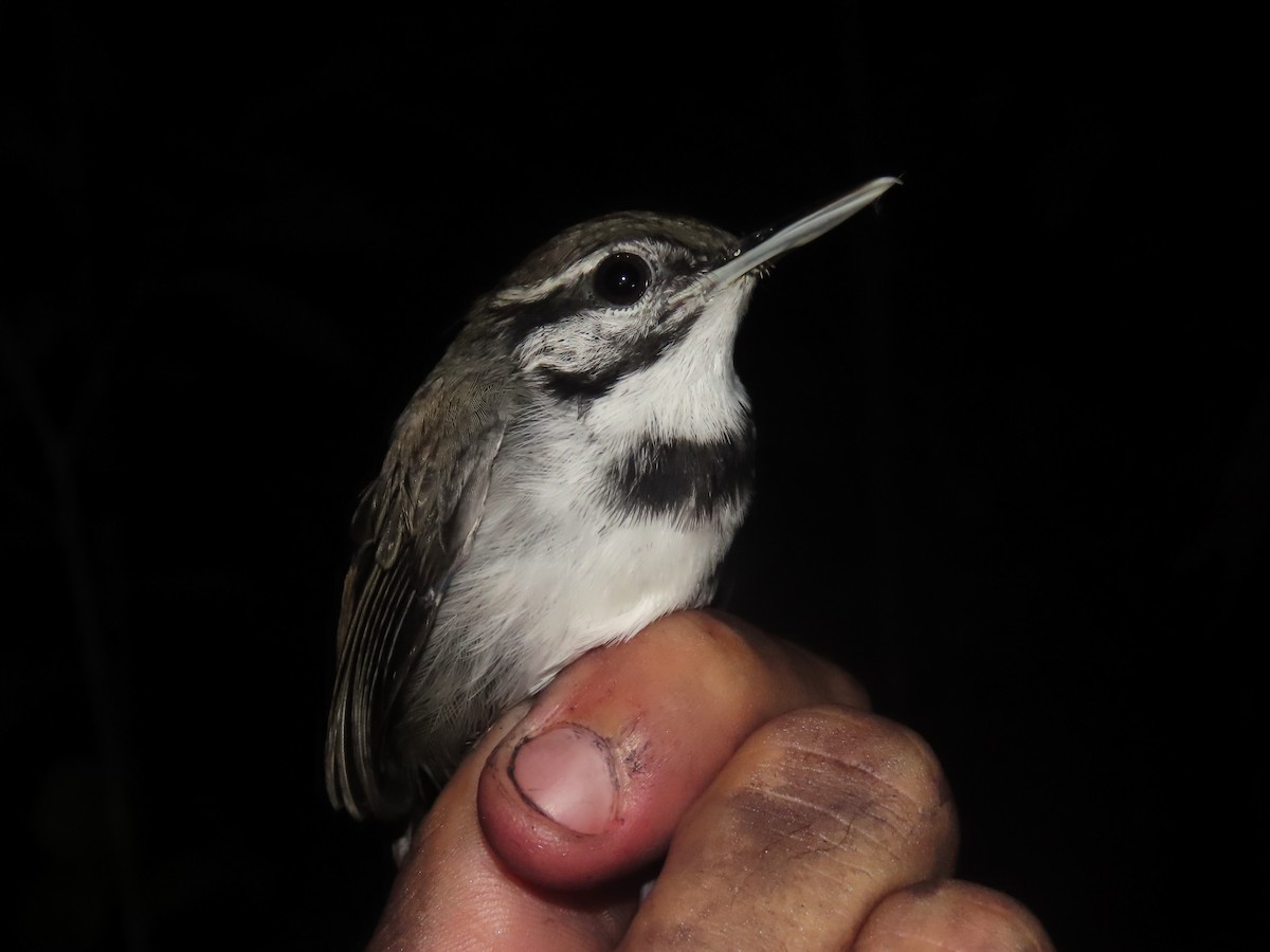 Collared Gnatwren - ML627207391