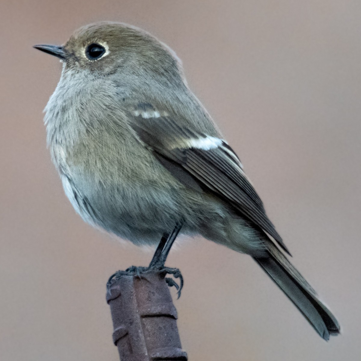 Blue-capped Redstart - ML627207599