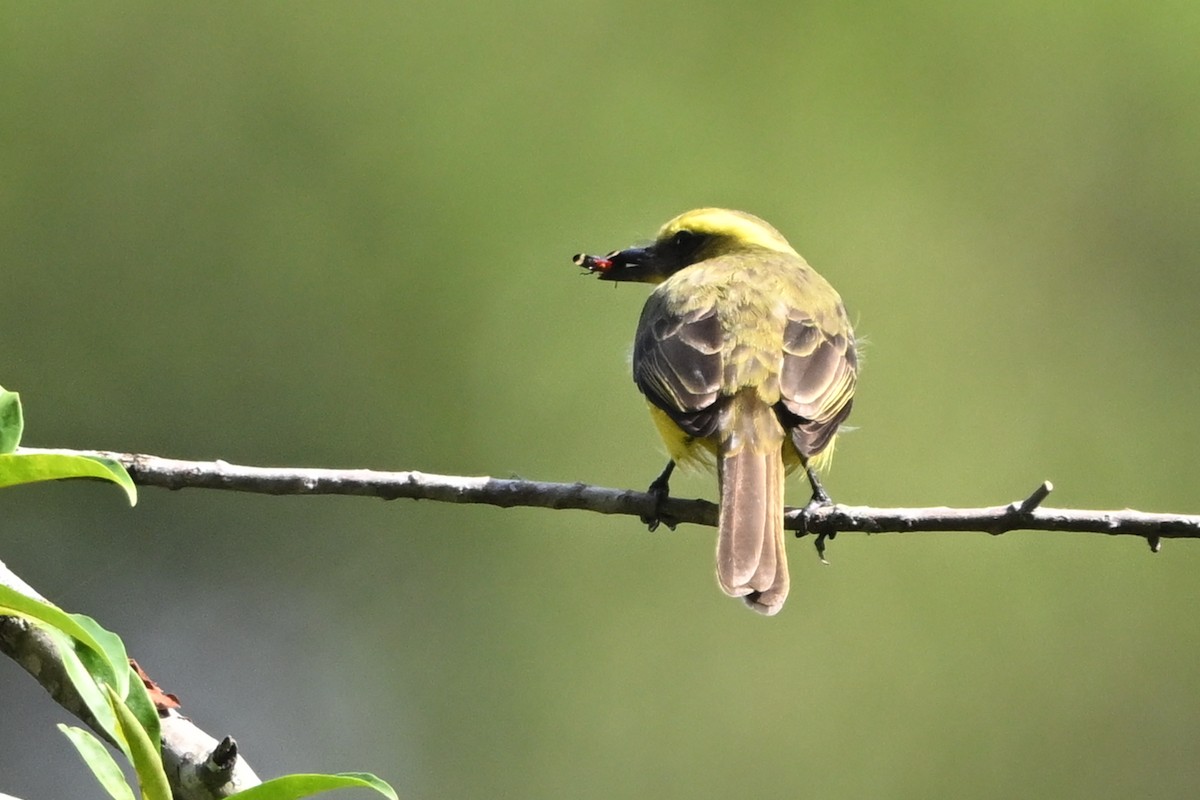 Конопа жовтоброва - ML627207668