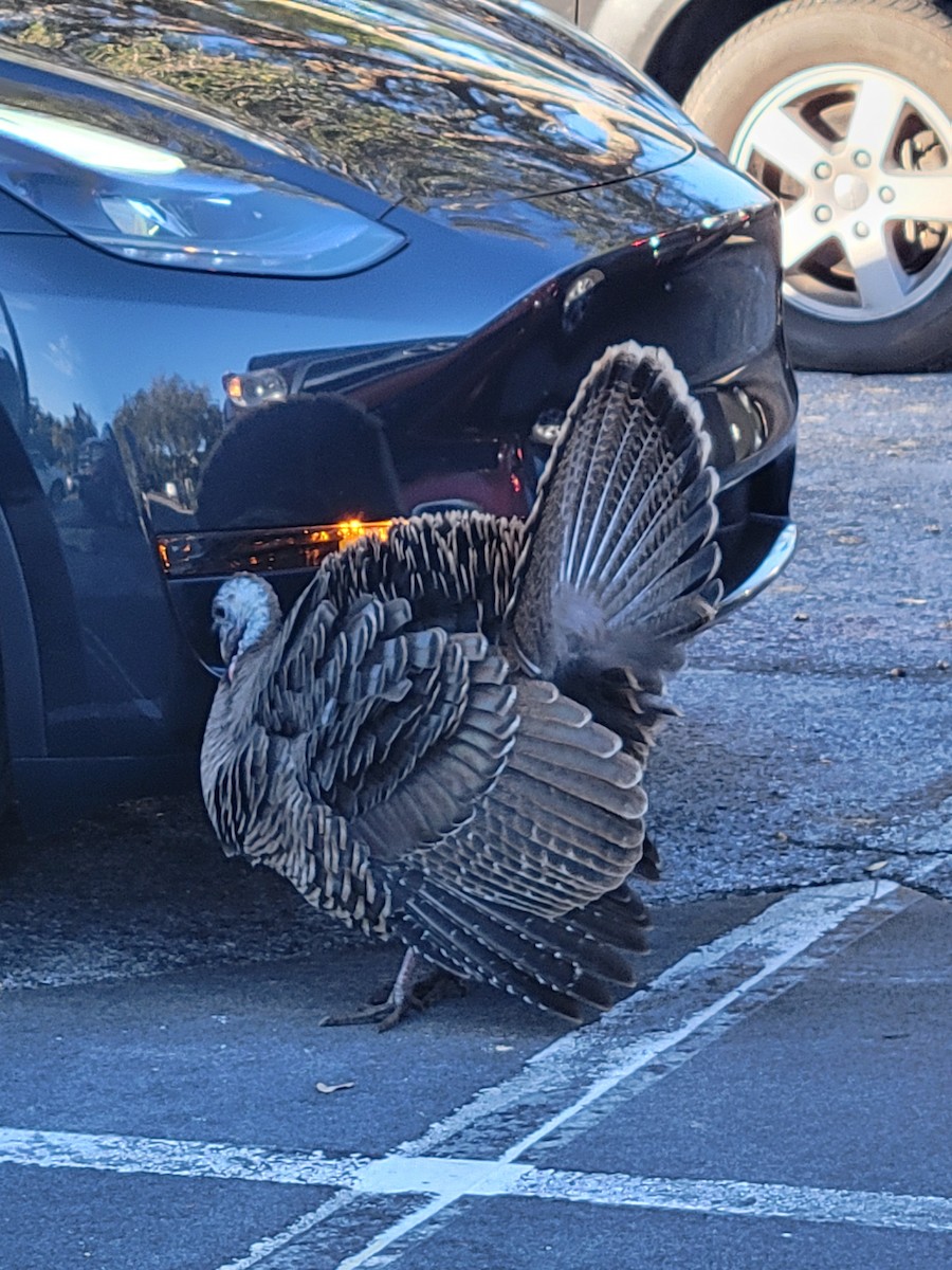 Wild Turkey - ML627207809