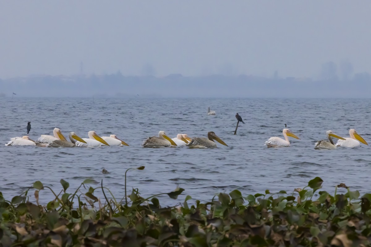 Great White Pelican - ML627207815