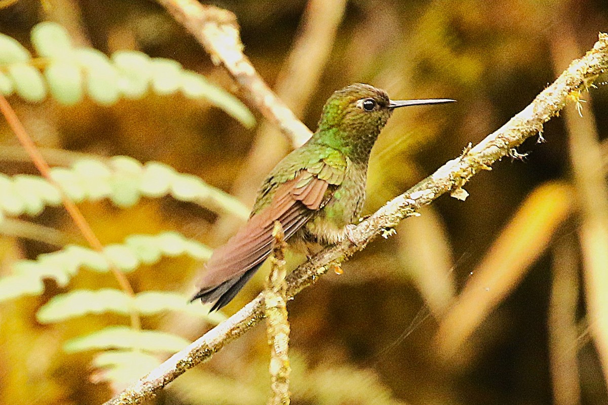 Buff-thighed Puffleg - ML627207899
