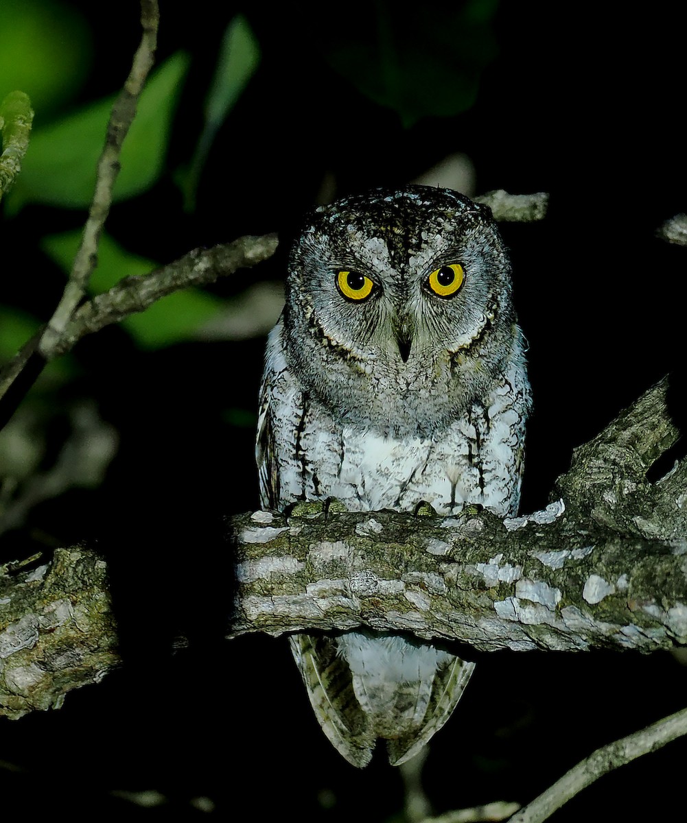 Ойн орволго - ML627208301