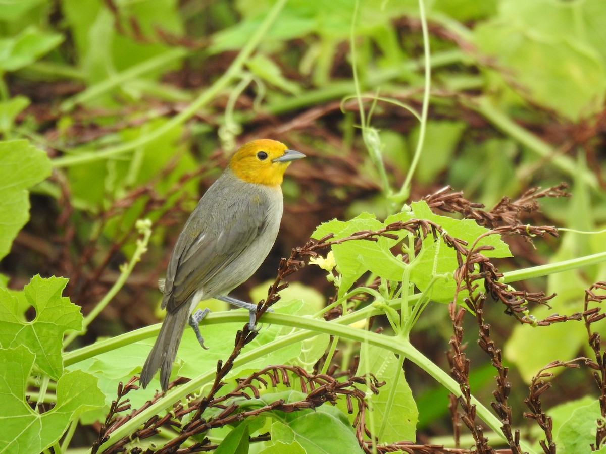 Orange-headed Tanager - ML627208336