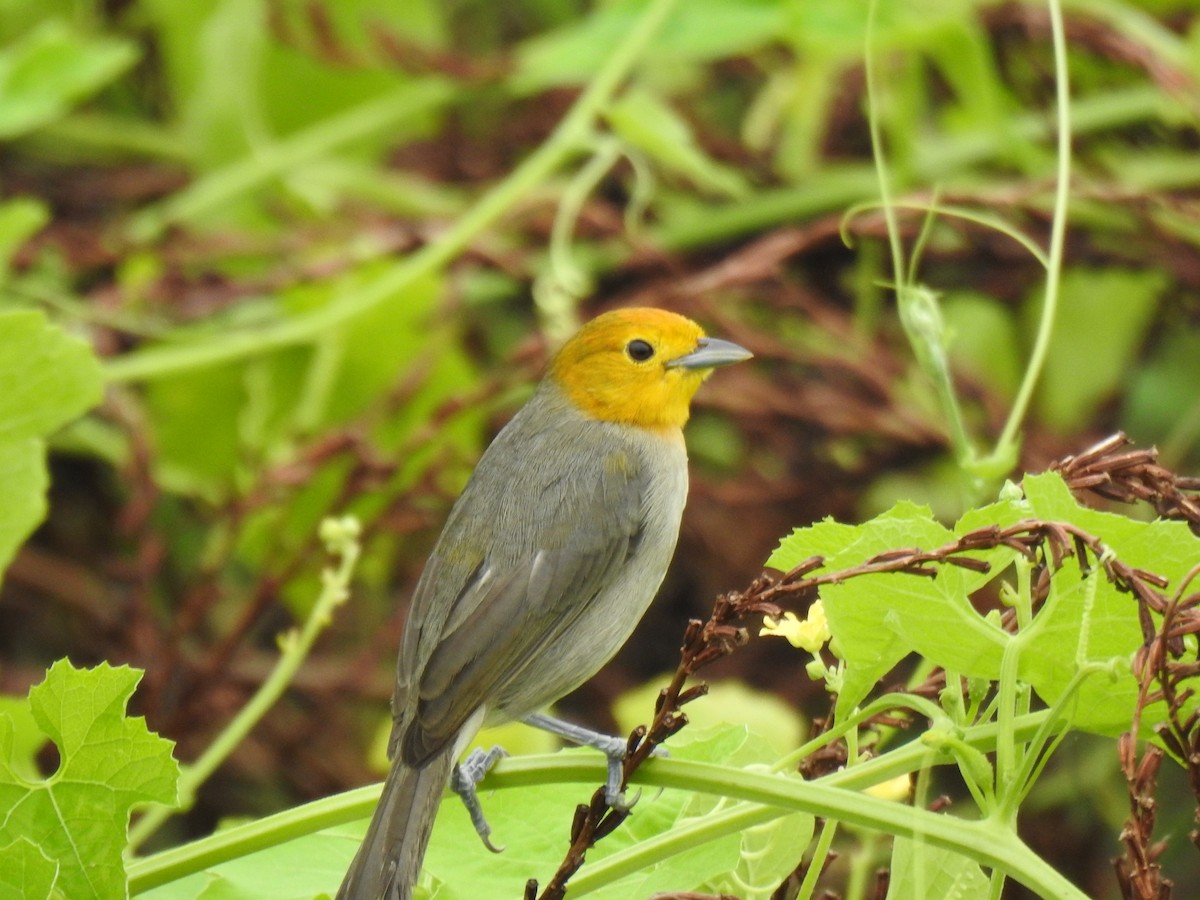 Orange-headed Tanager - ML627208337