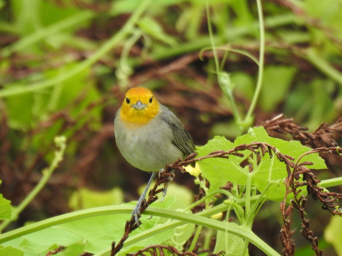 Orange-headed Tanager - ML627208351