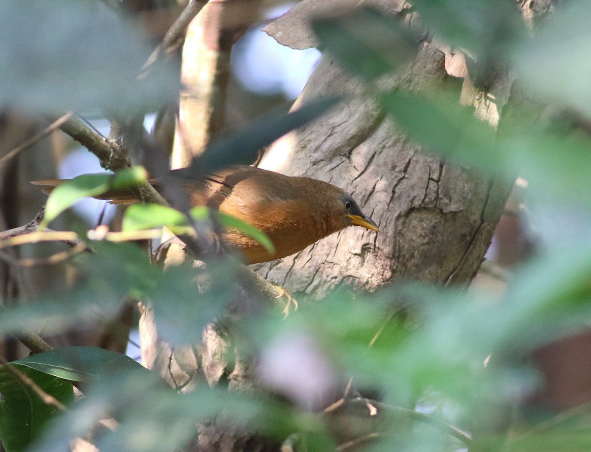 Rufous Babbler - ML627208391