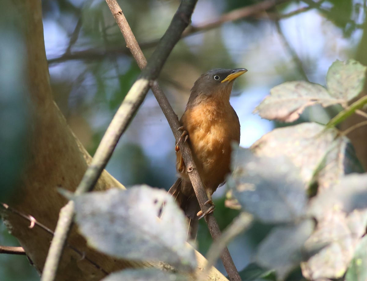 Rufous Babbler - ML627208392