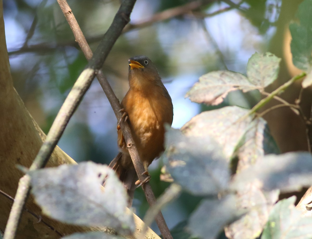 Rufous Babbler - ML627208393