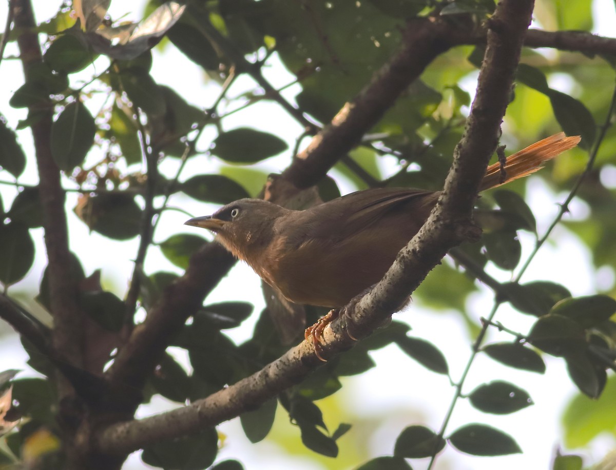 Rufous Babbler - ML627208440