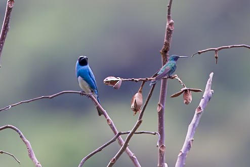 Терзина - ML627208445