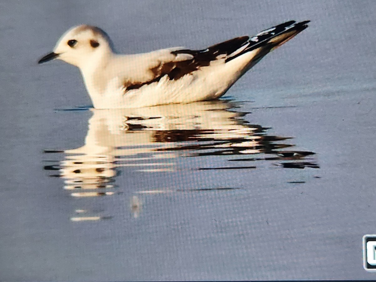 Mouette pygmée - ML627208594