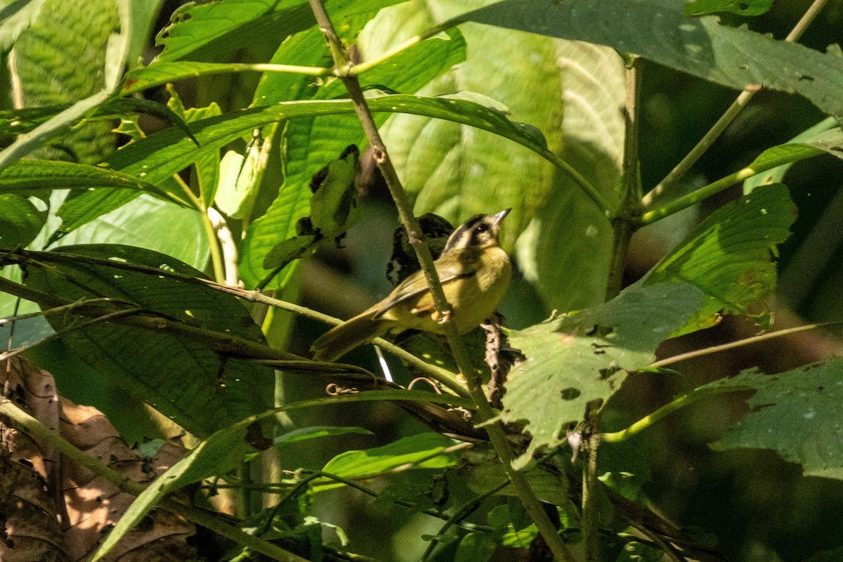 stripehodeparula - ML627208654