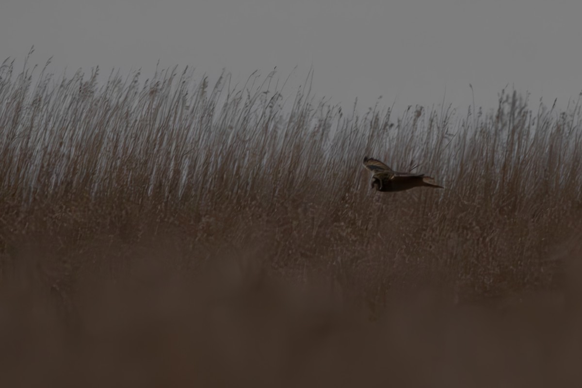 Short-eared Owl - ML627208740