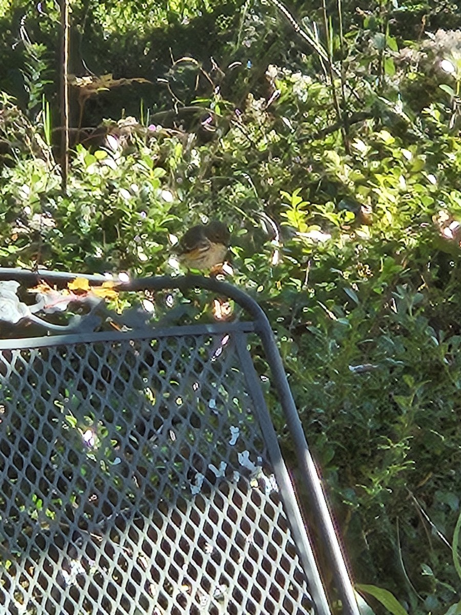 Yellow-rumped Warbler - ML627208851