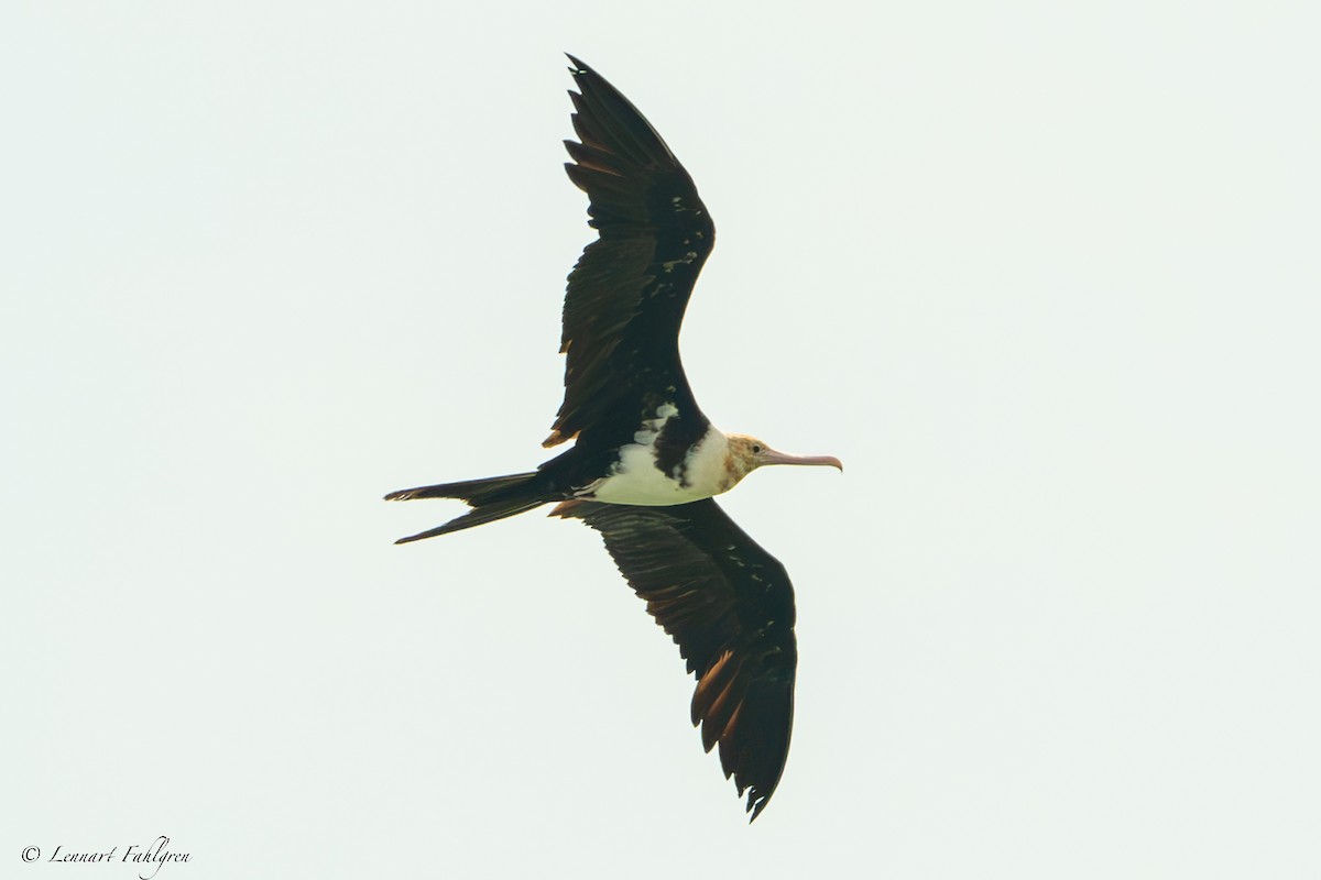 Christmas Island Frigatebird - ML627209071