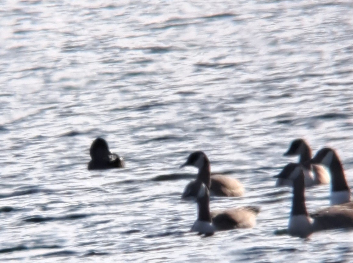 White-winged Scoter - ML627209183