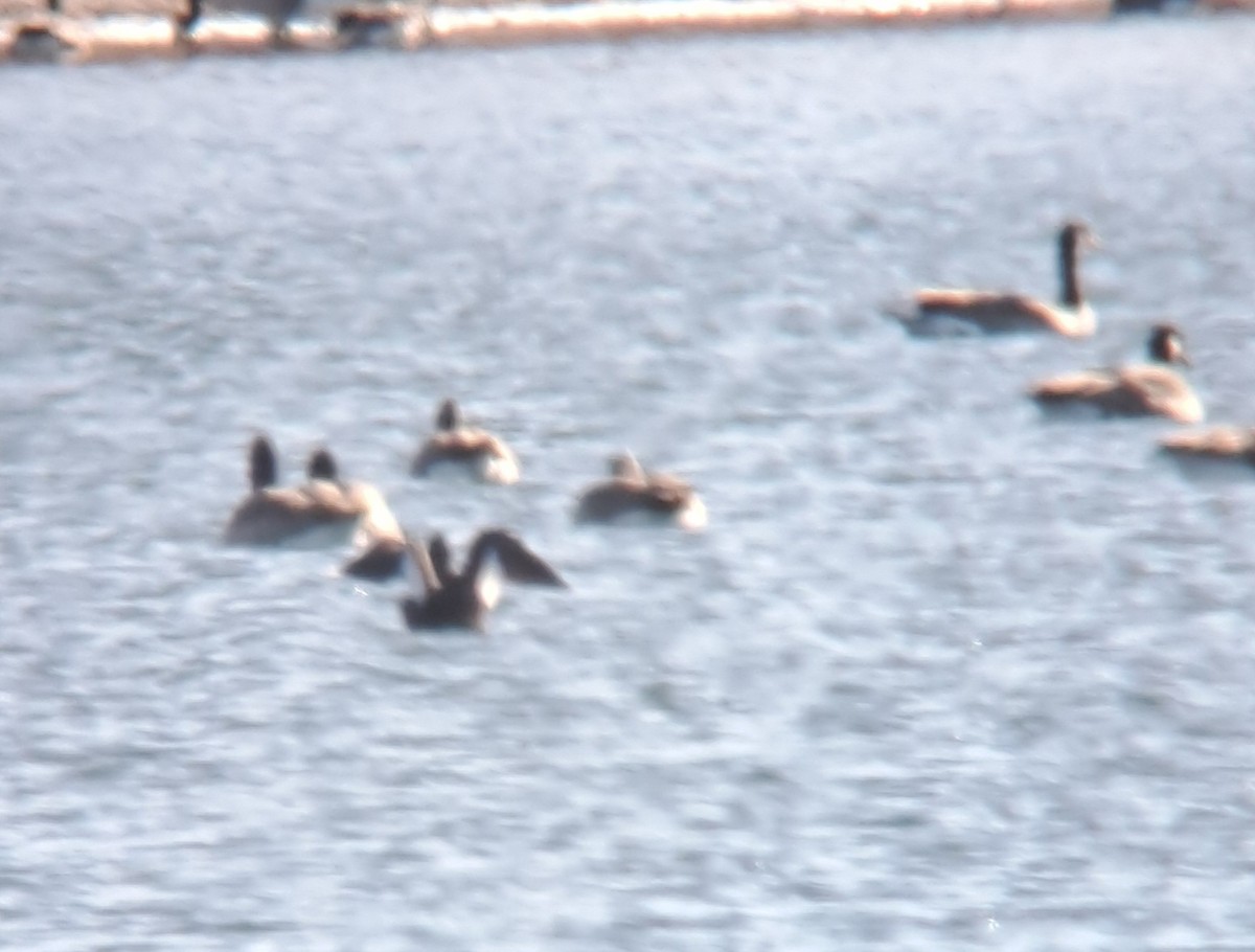 White-winged Scoter - ML627209184