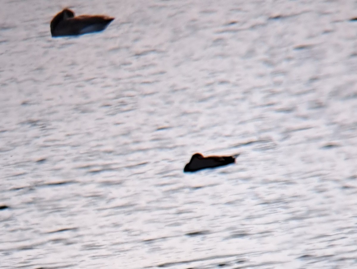 White-winged Scoter - ML627209185