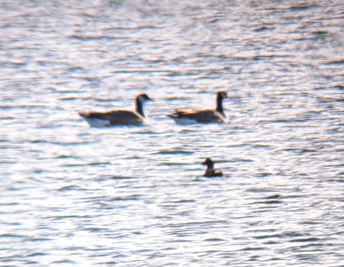 White-winged Scoter - ML627209186