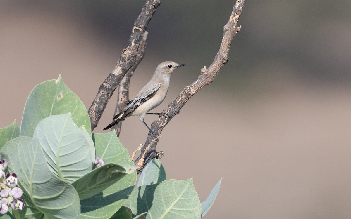 Desert Wheatear - ML627209335