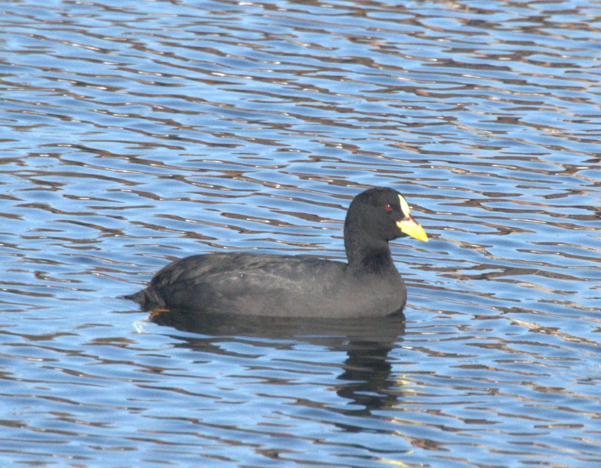 Red-gartered Coot - ML627209354