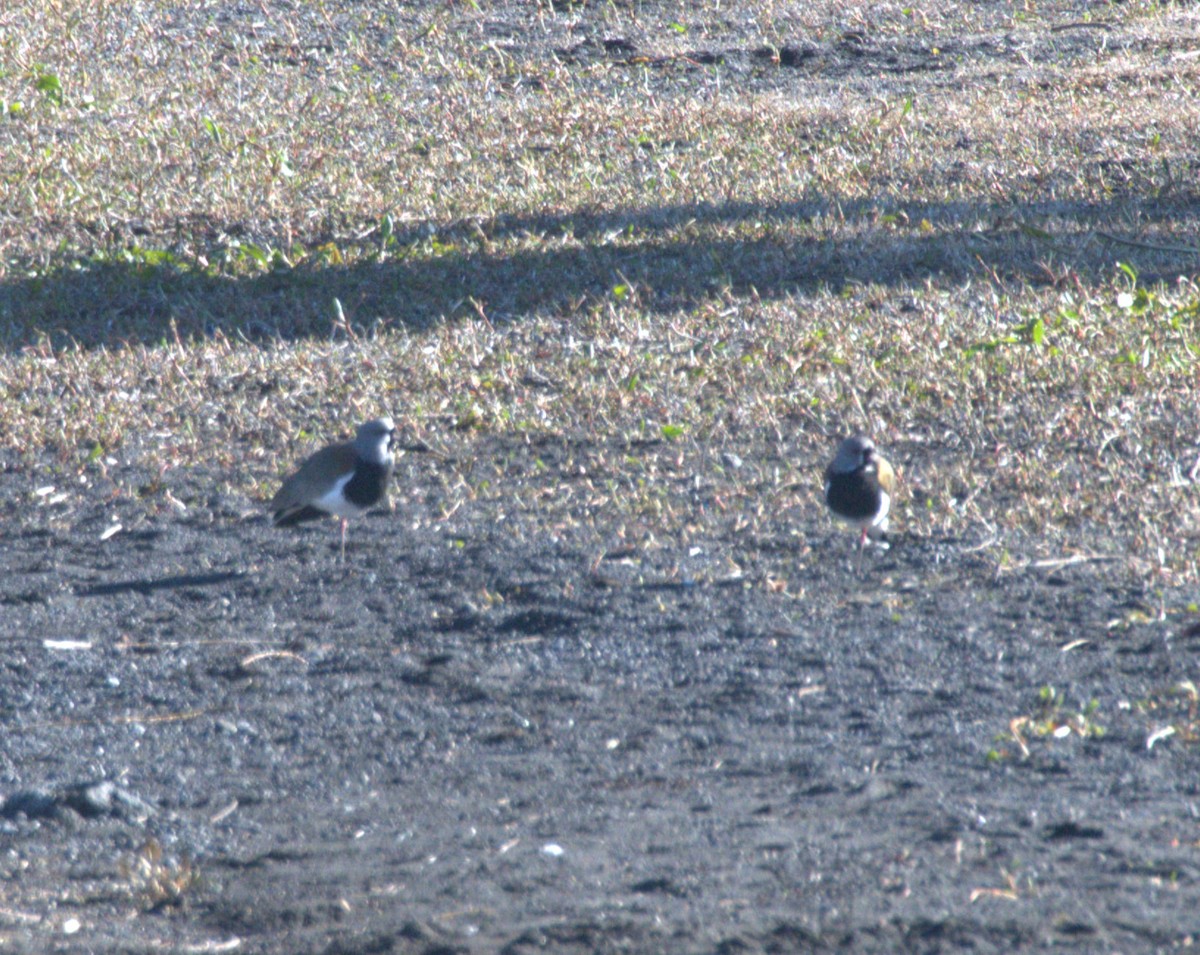 Southern Lapwing - ML627209362