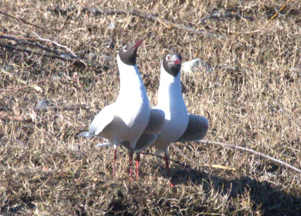 Brown-hooded Gull - ML627209367