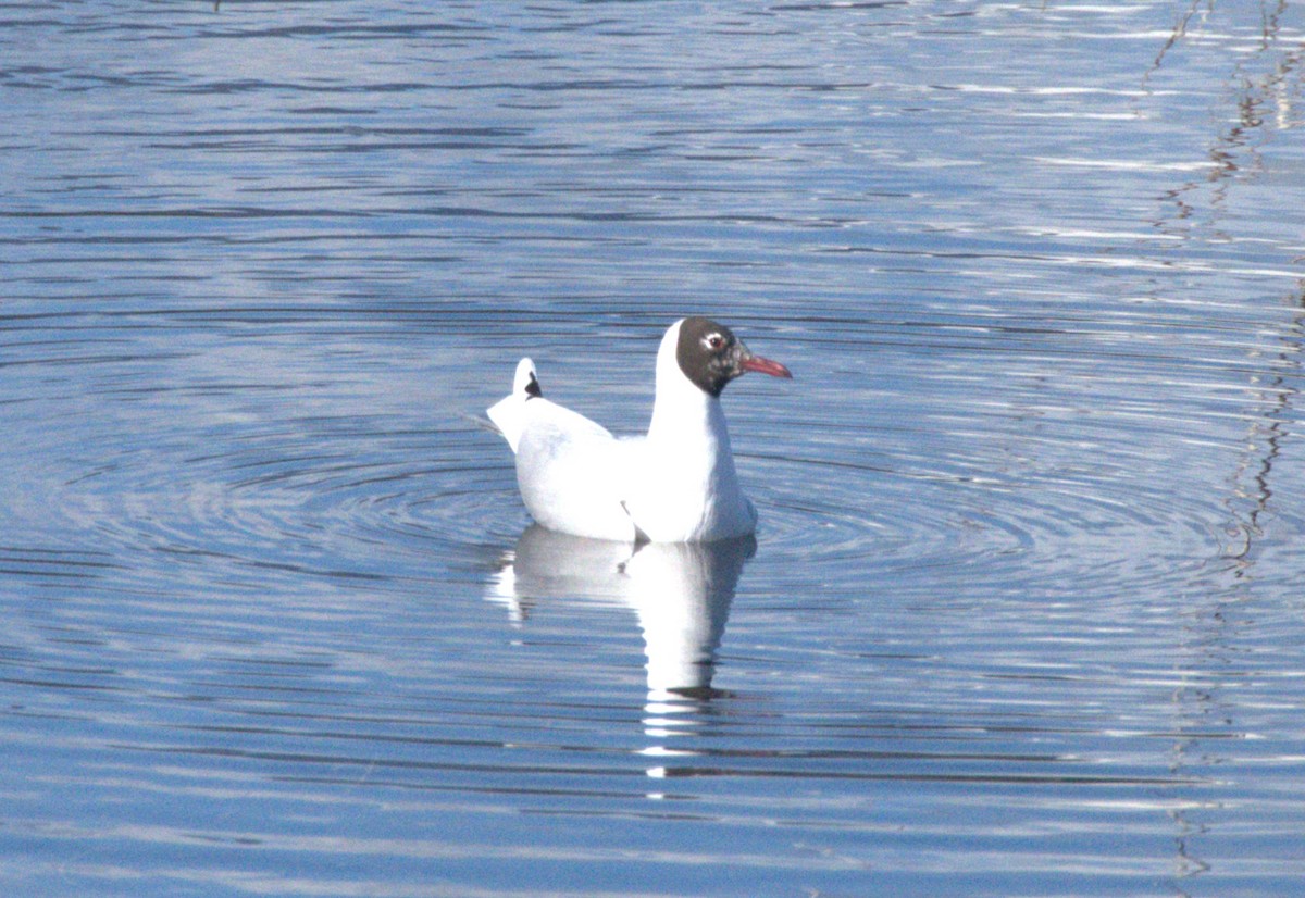 Brown-hooded Gull - ML627209368