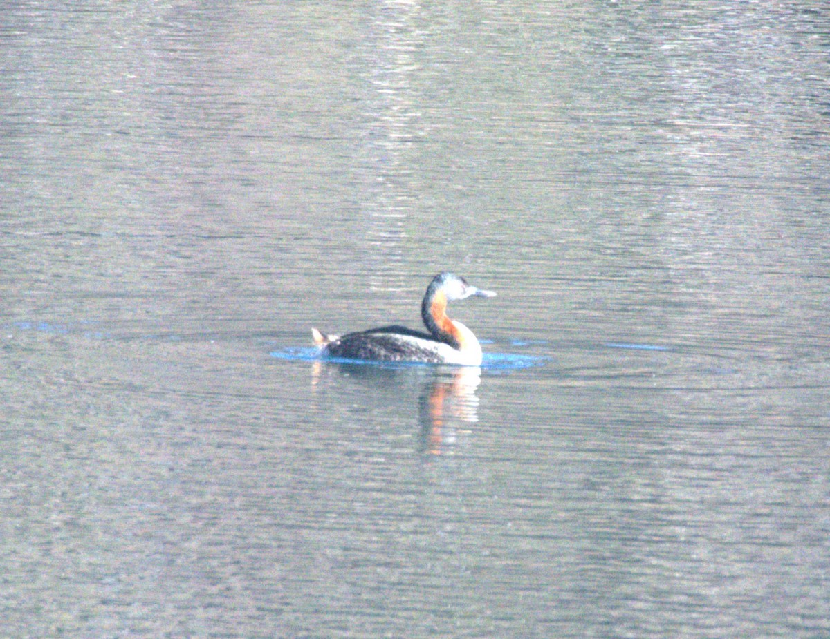 Great Grebe - ML627209373