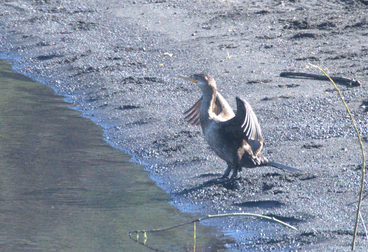 Neotropic Cormorant - ML627209376