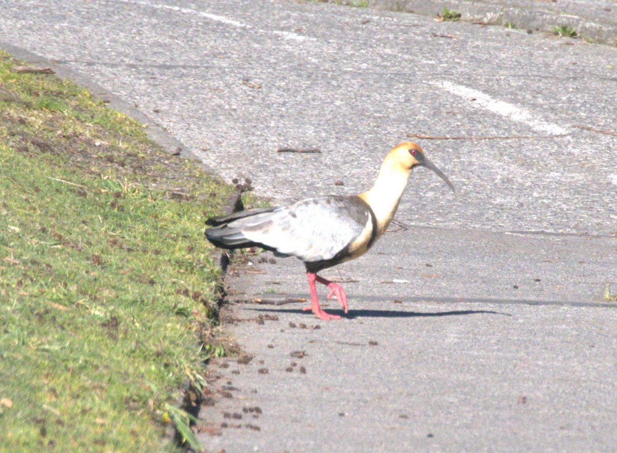 Black-faced Ibis - ML627209379