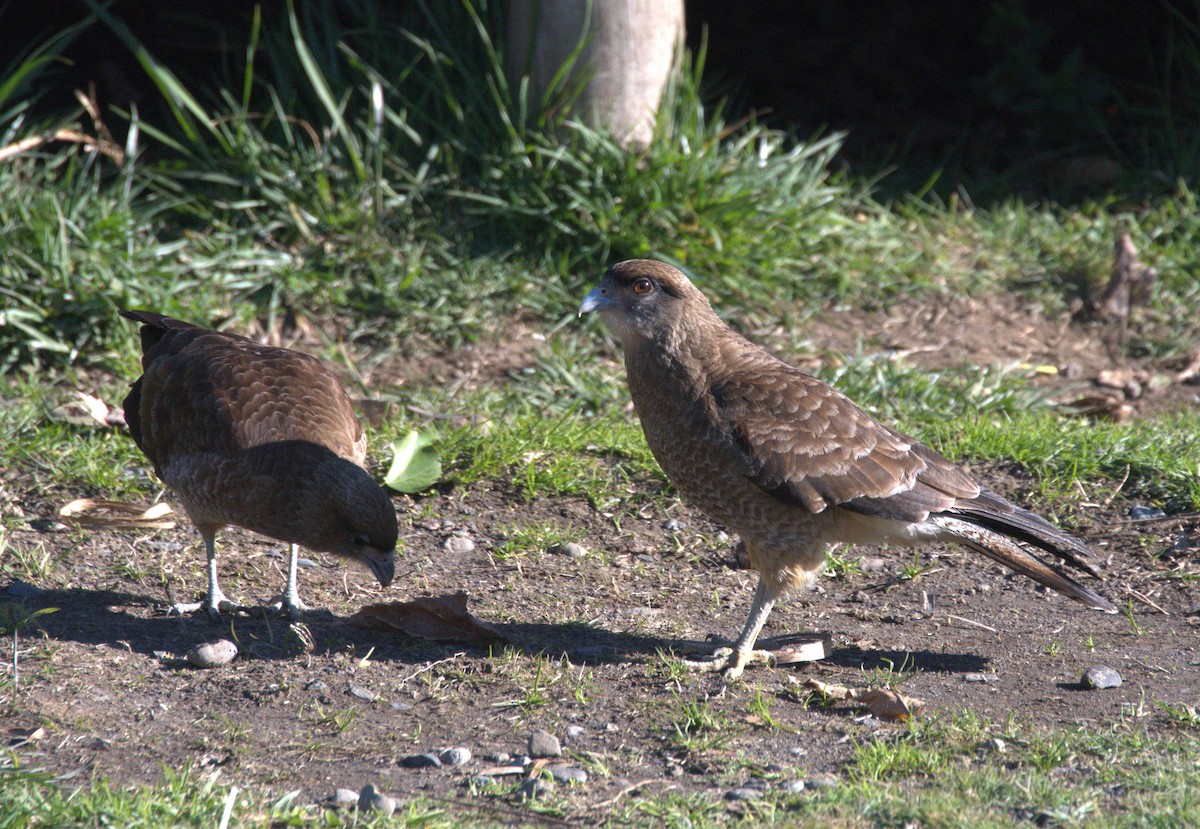 Chimango Caracara - ML627209382