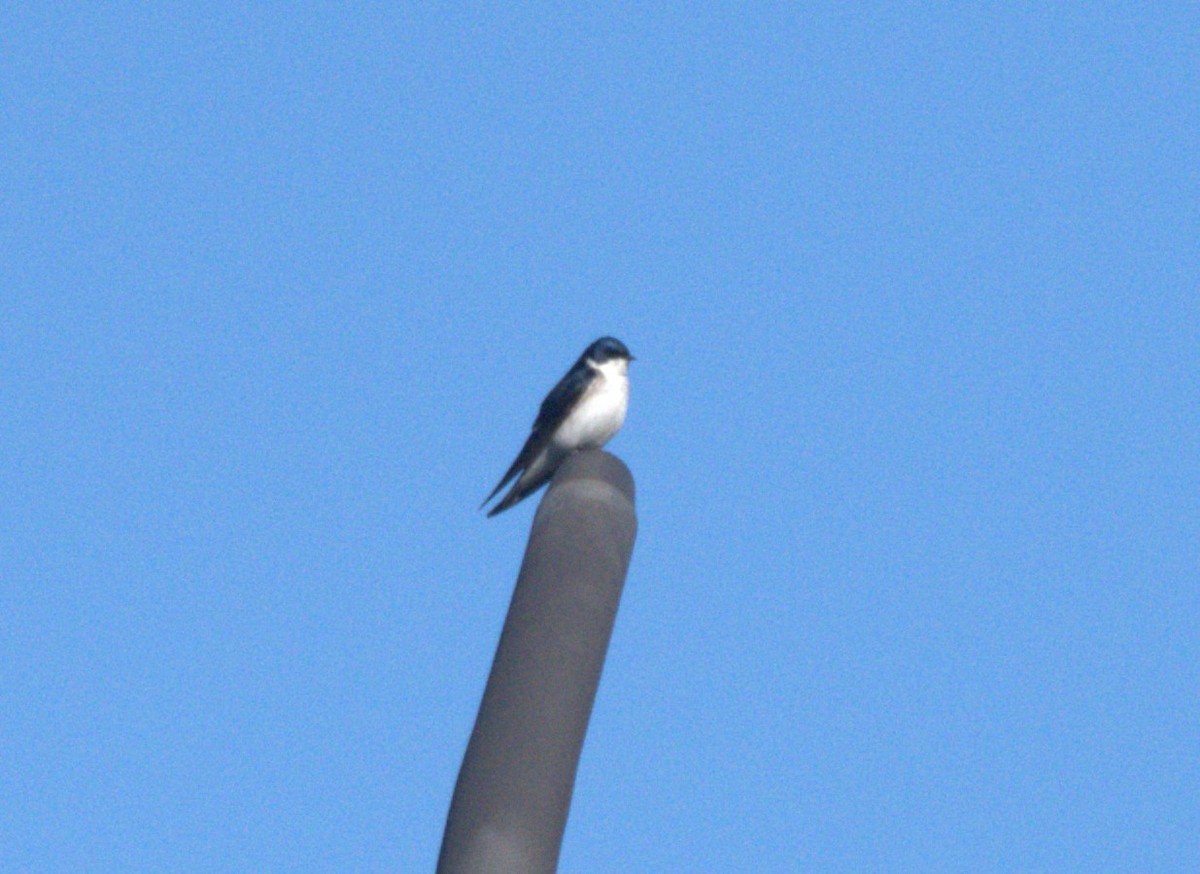 Chilean Swallow - ML627209390