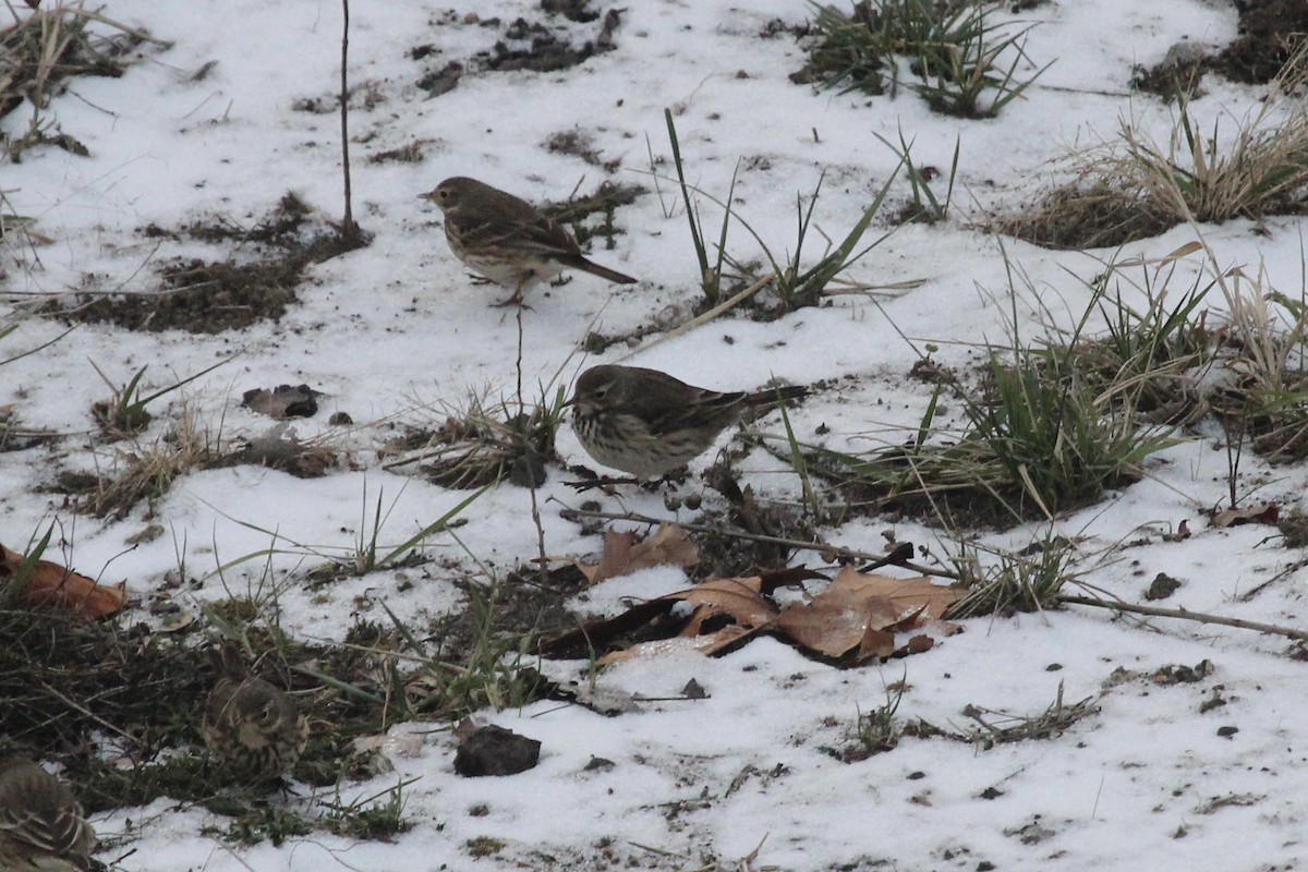 American Pipit - ML627209507