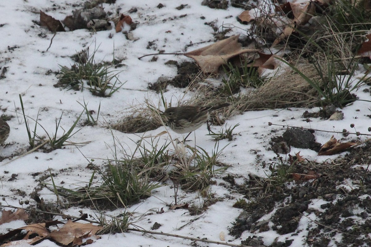 American Pipit - ML627209508
