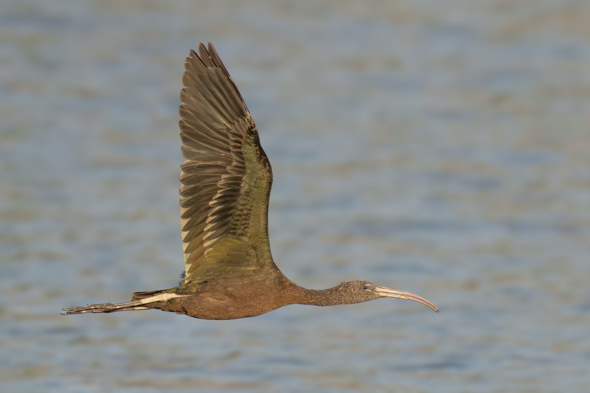Glossy Ibis - ML627209592