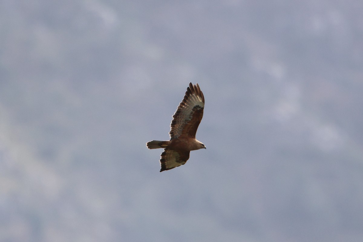 Elgin Buzzard (undescribed form) - ML627209836