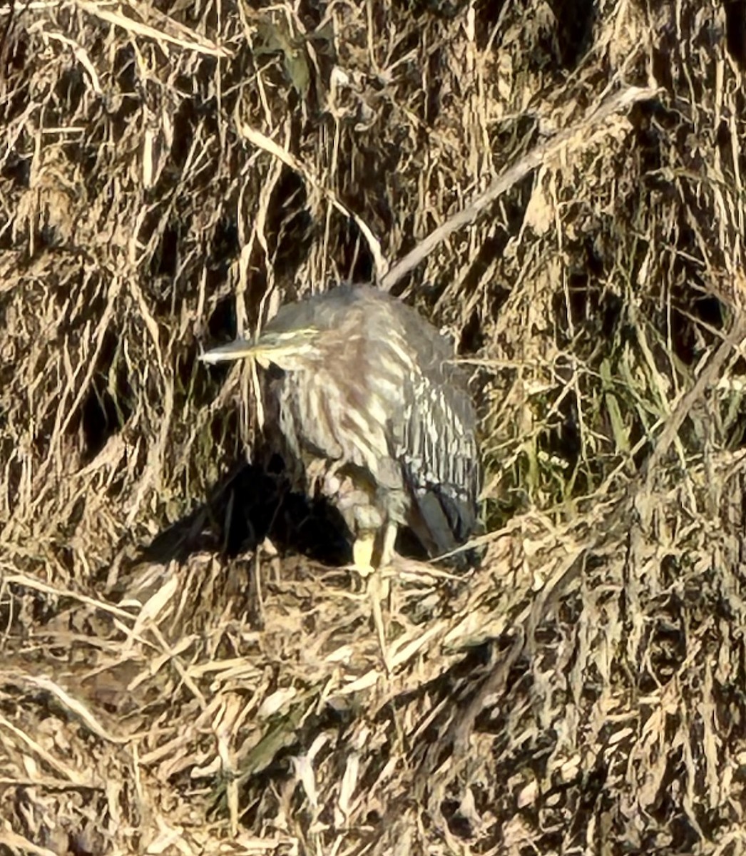 Green Heron - ML627209907