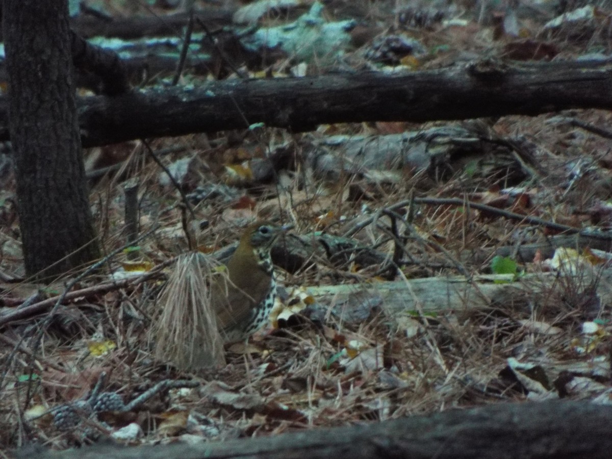 Wood Thrush - ML627209998