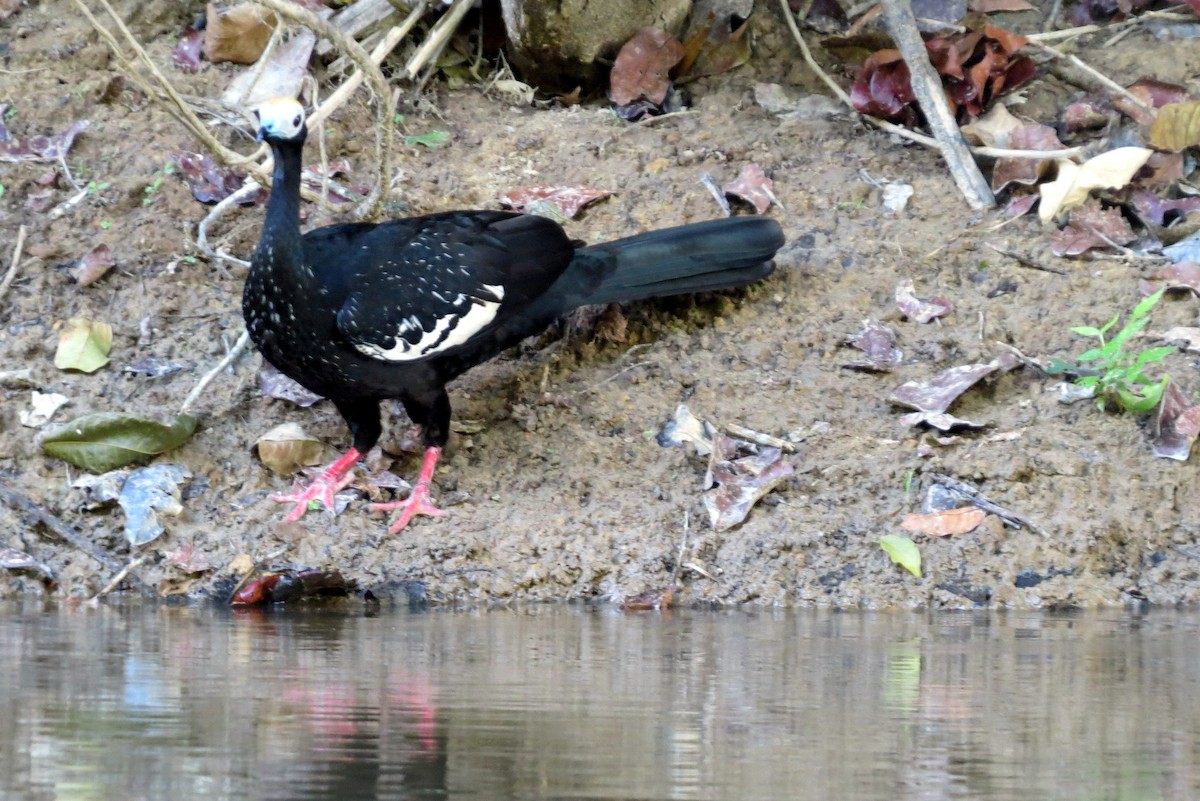 Blue-throated Piping-Guan - ML627210011