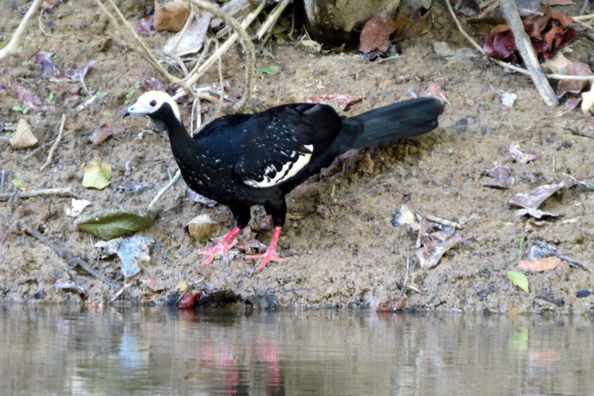 Blue-throated Piping-Guan - ML627210012