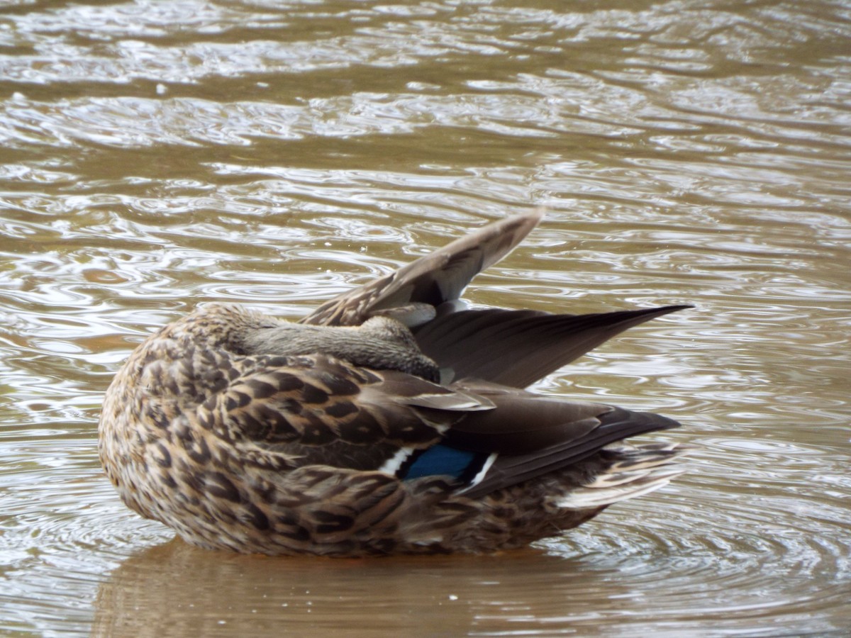 Mallard - ML627210080